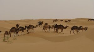 Voyage Djerba en Tunisie