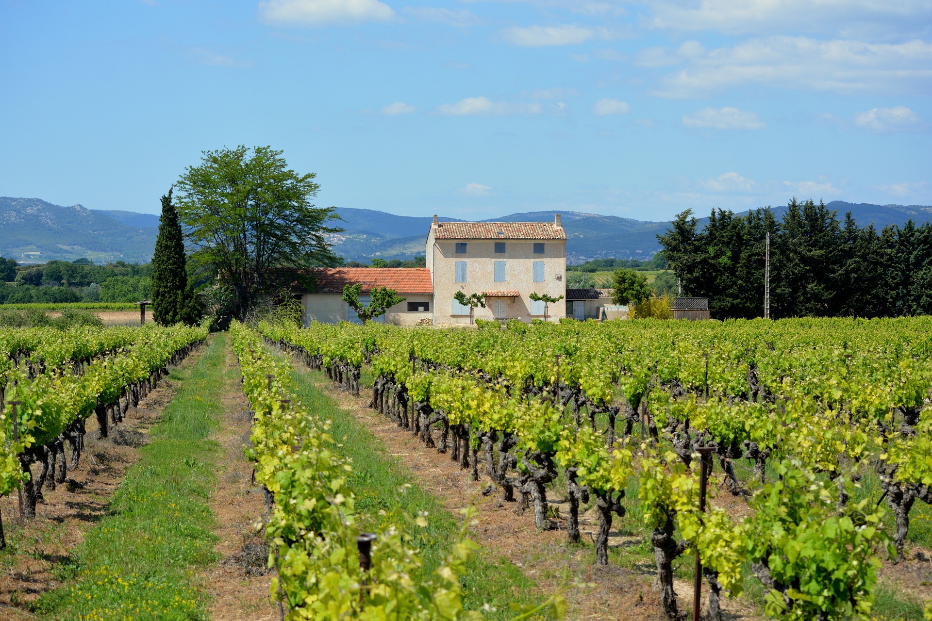 Idée de week-end: découvrir le vignoble de France
