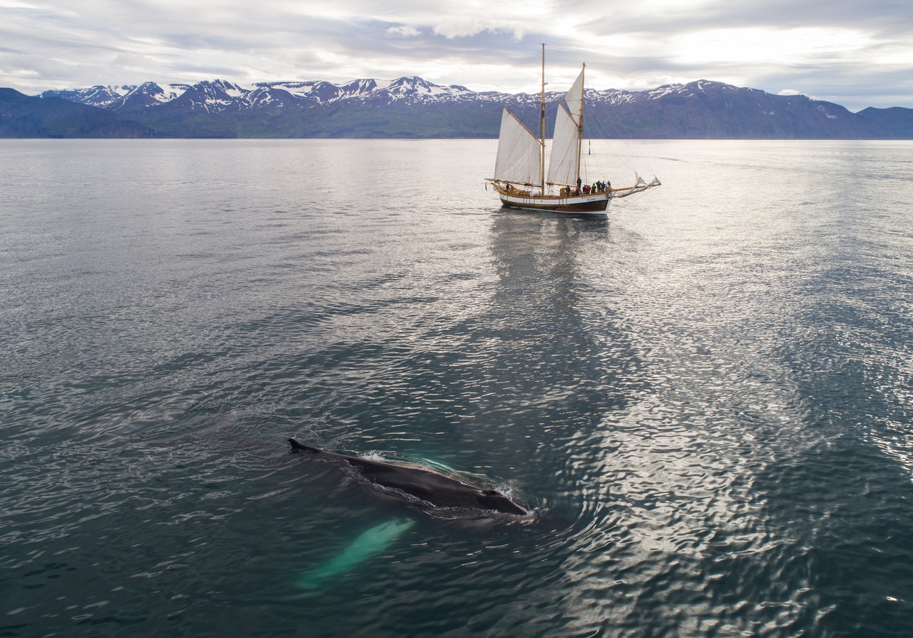 séjour-spots-baleines