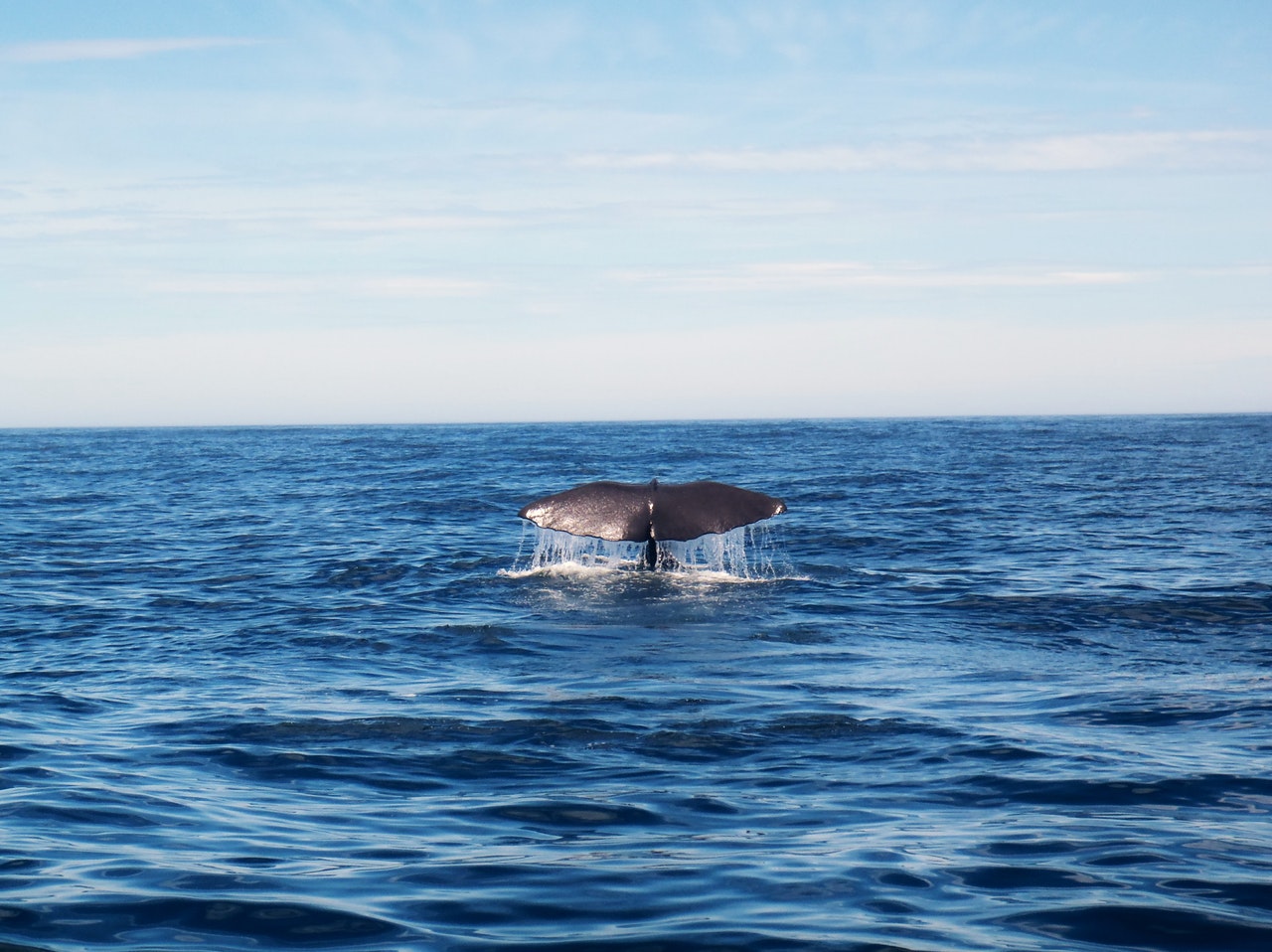séjour-spots-baleines