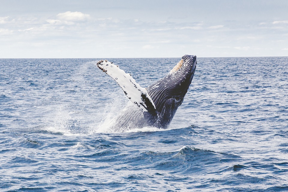 Top 10 des meilleurs spots pour voir des baleines