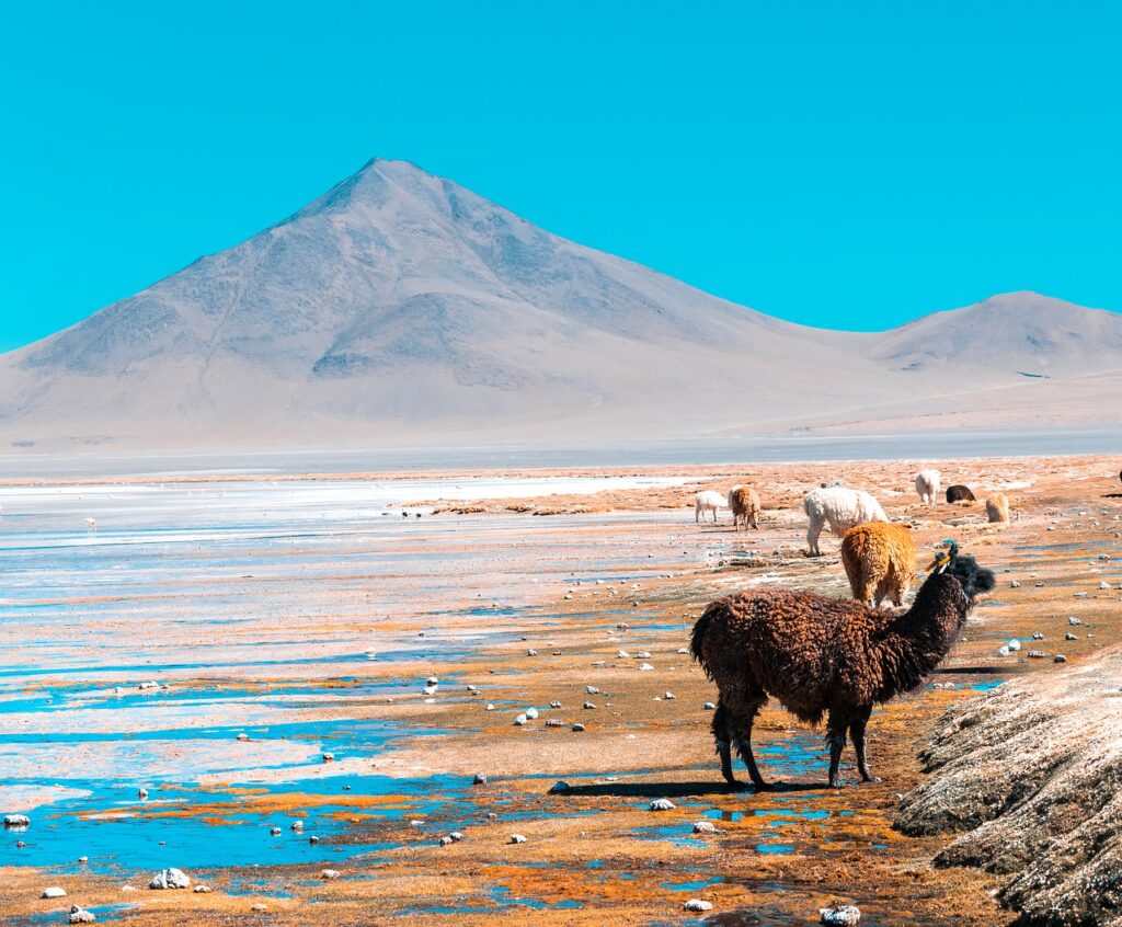 Bolivie Lamas Amérique du Sud