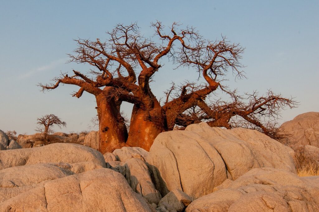 Baobab en Botswana