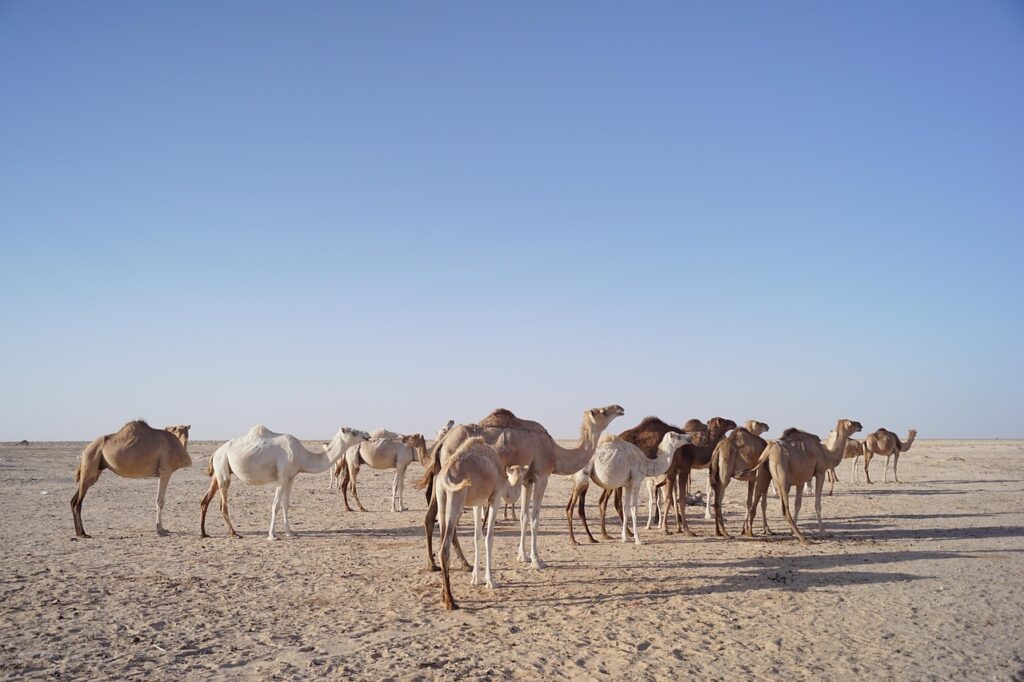 Chameaux à Mauritanie