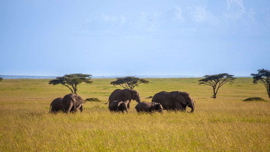 Elephant des arbres savane Kenya
