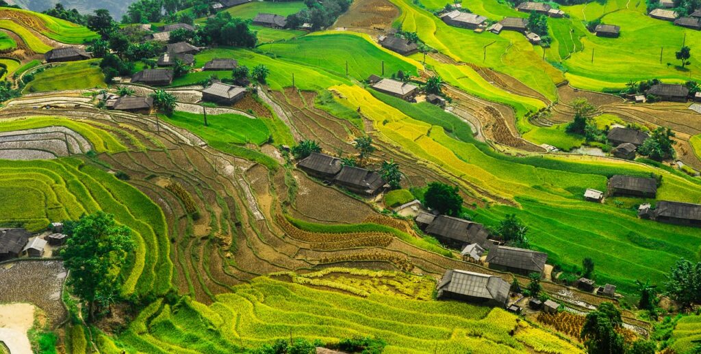 Paddy rizière en Asie