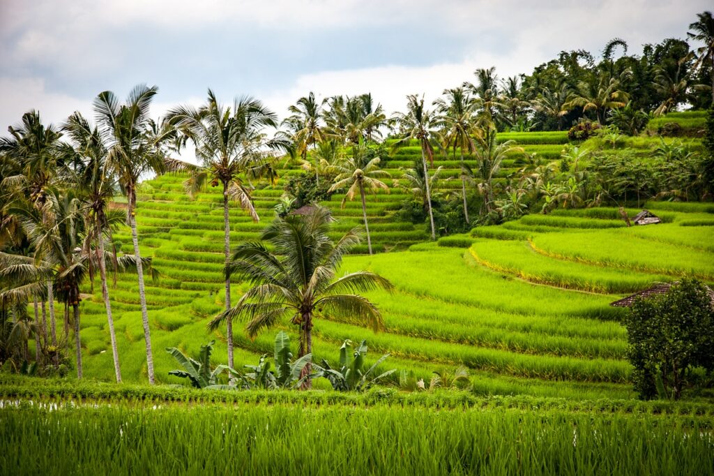 Riz terasse en Indonésie