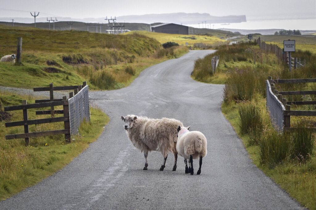 Route le mouton rural en Ecosse