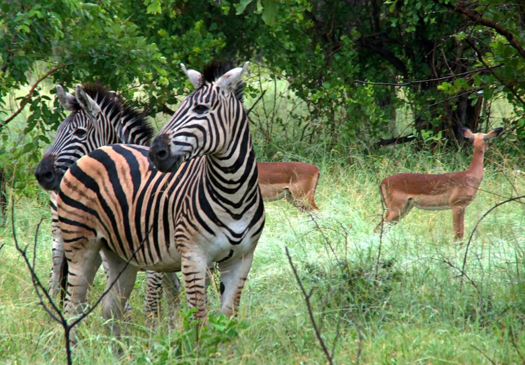parc Kruger Afrique du Sud